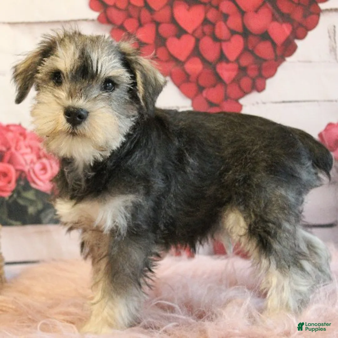 Miniature Schnauzer dogs for sale: Titus - Ad 3