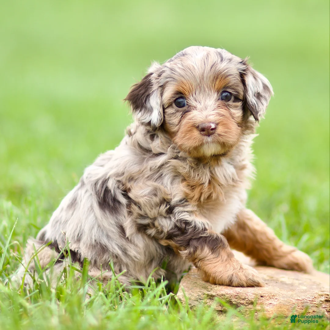 Cavapoo dogs for sale: Willow - Ad 1