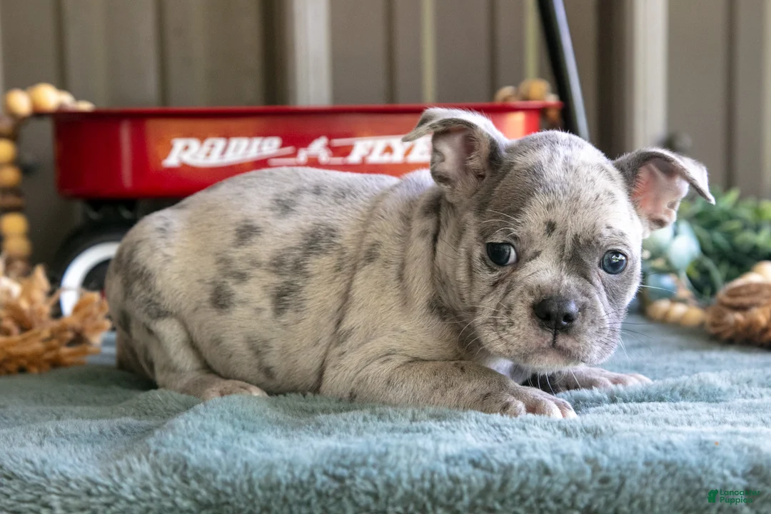 Mixed Breed dogs for sale: Bobby - Ad 2