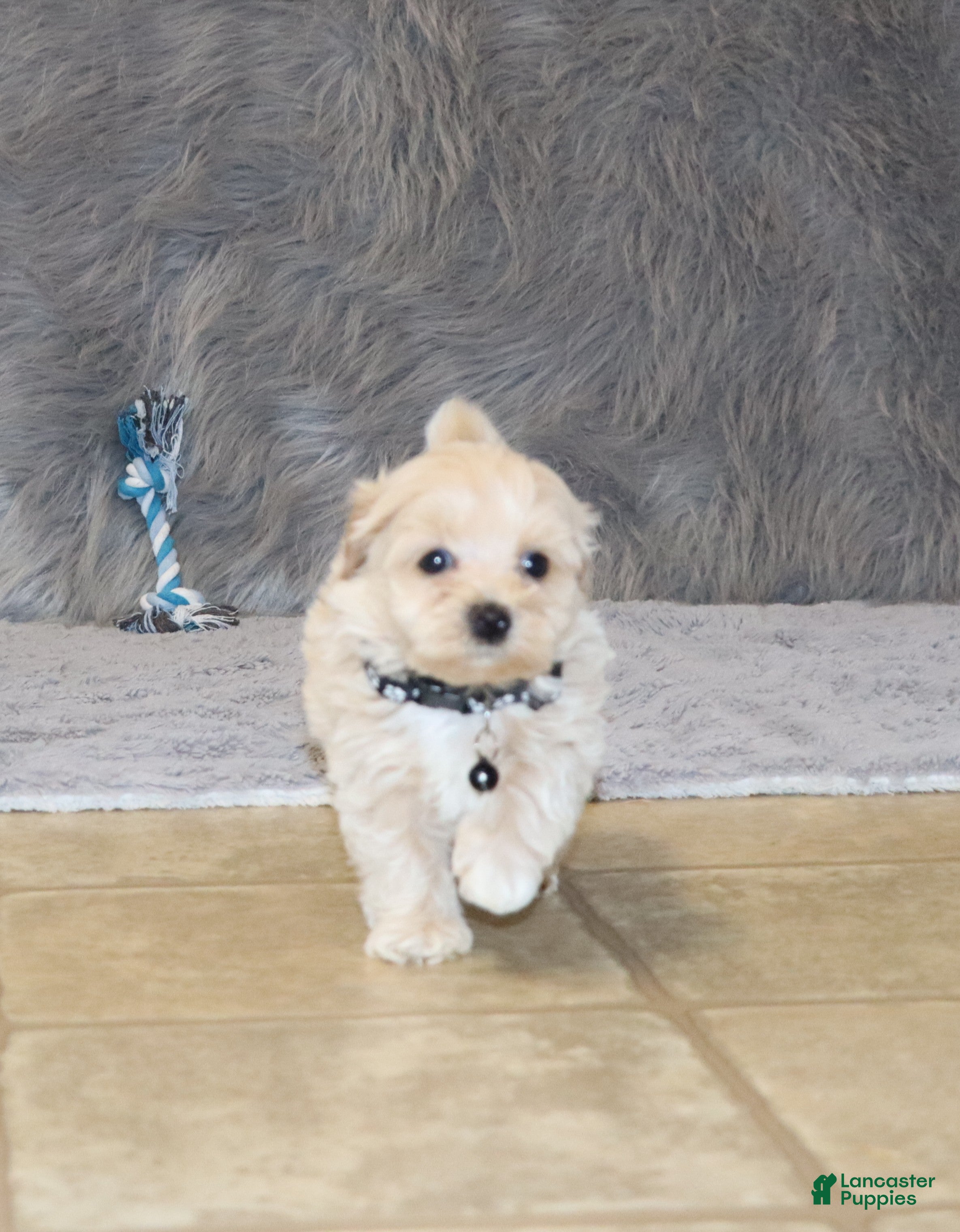 Havapoo dogs Pinto 💙 Toy/Miniature - Ad 2