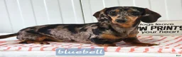 Miniature Dachshund dogs for sale: Madelyn  - Ad 8