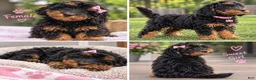 Mini Goldendoodle dogs for sale: Lucy - Ad 1