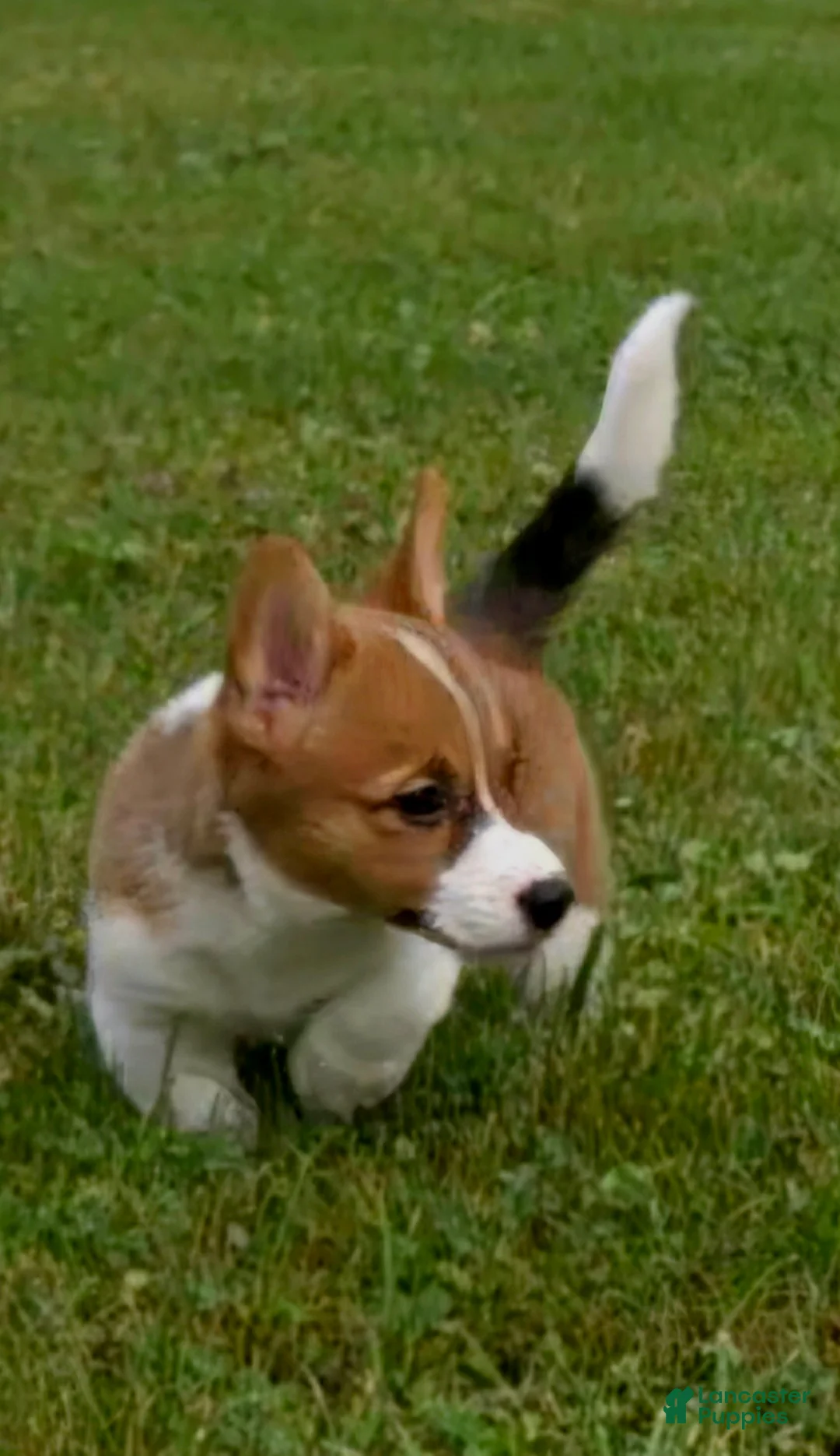 Mixed Breed dogs for sale: Callisto - Ad 2