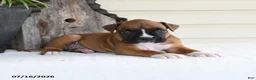 Boxer dogs for sale: Snoopy - Ad 3