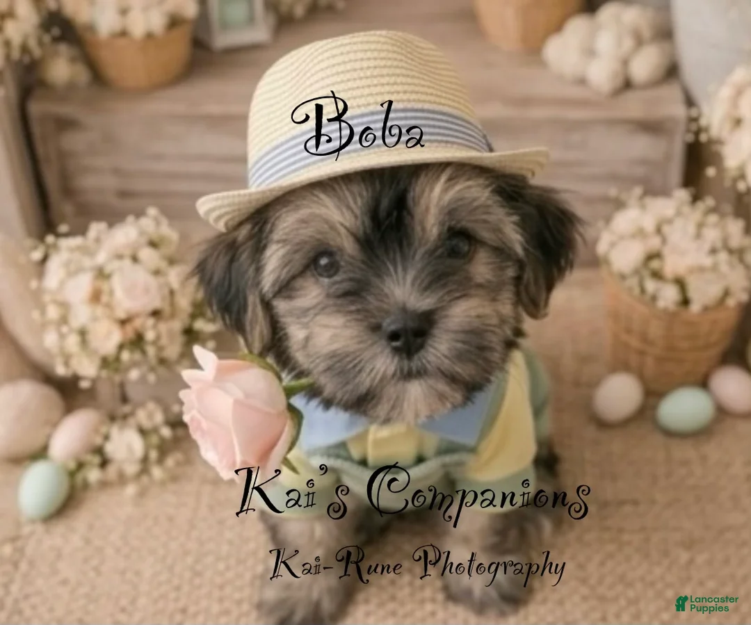 Morkie dogs for sale: Boba [goes home trained] - Ad 1