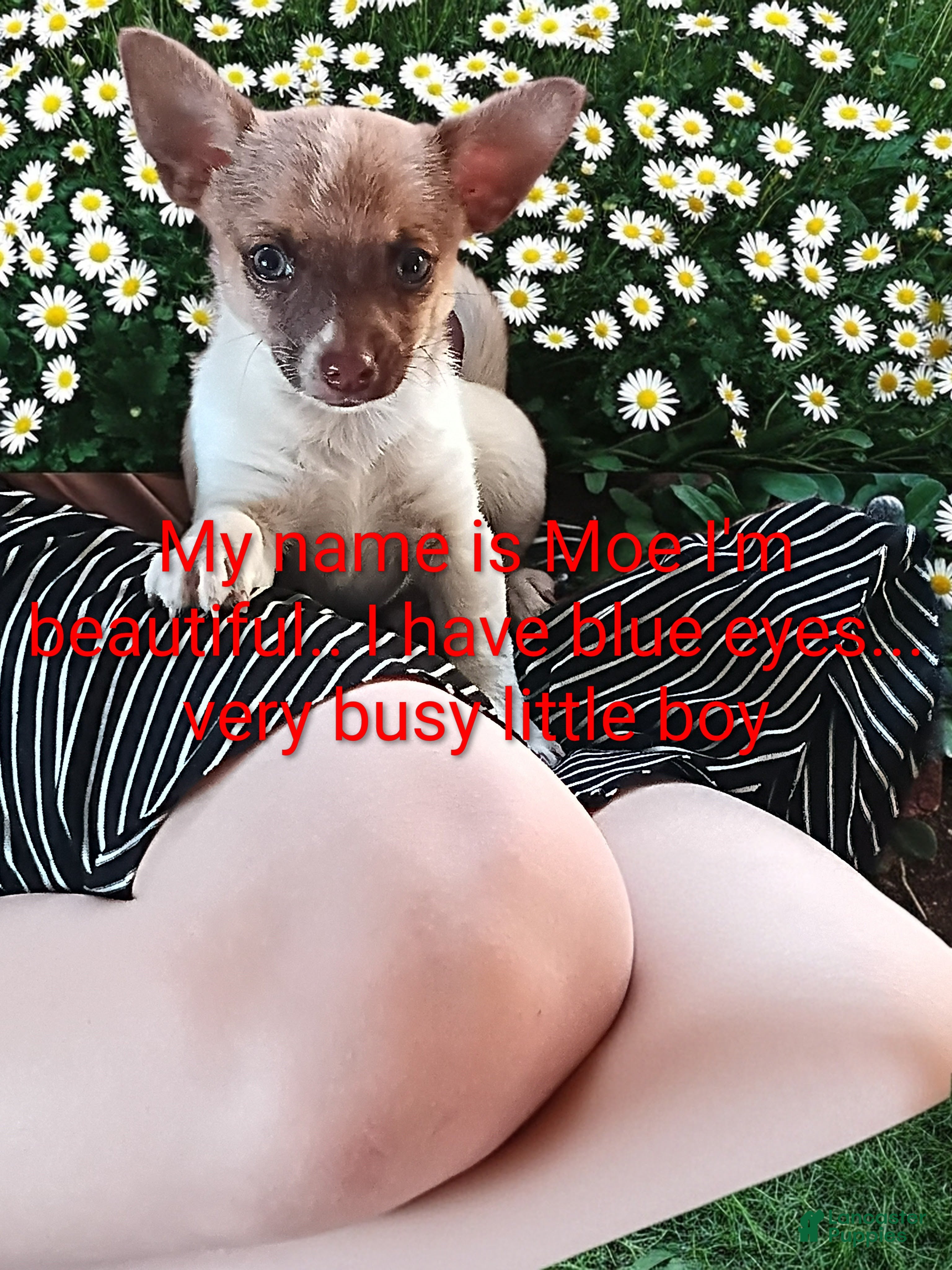 Chihuahua dogs Chihuahua Puppy 1 - Ad 41