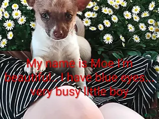 Chihuahua dogs Chihuahua Puppy 1 - Ad 41