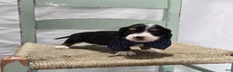 Miniature Dachshund dogs for sale: Bingo - Ad 7