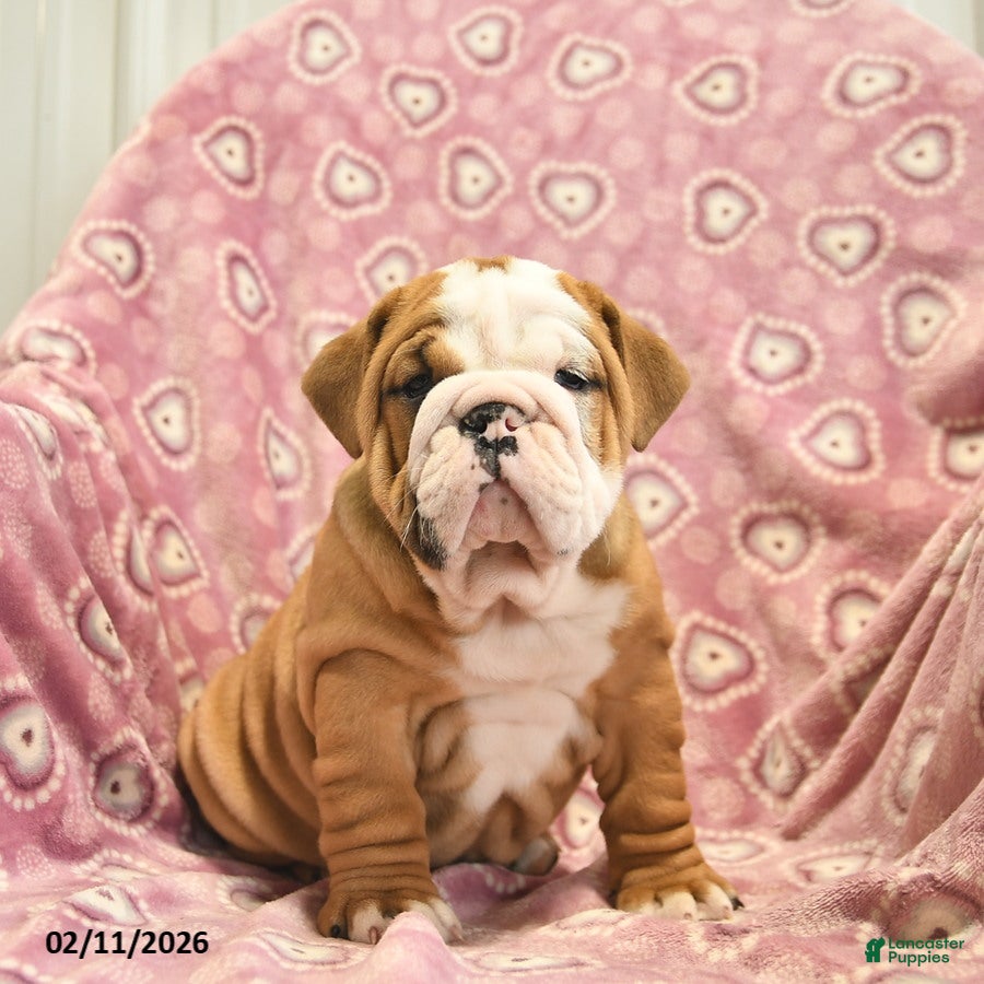 English Bulldog dogs Zara  - Ad 15