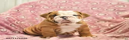 English Bulldog dogs for sale: Zara  - Ad 1