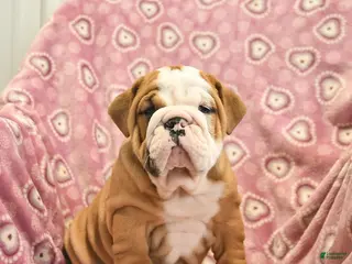 English Bulldog dogs Zara - Ad 33