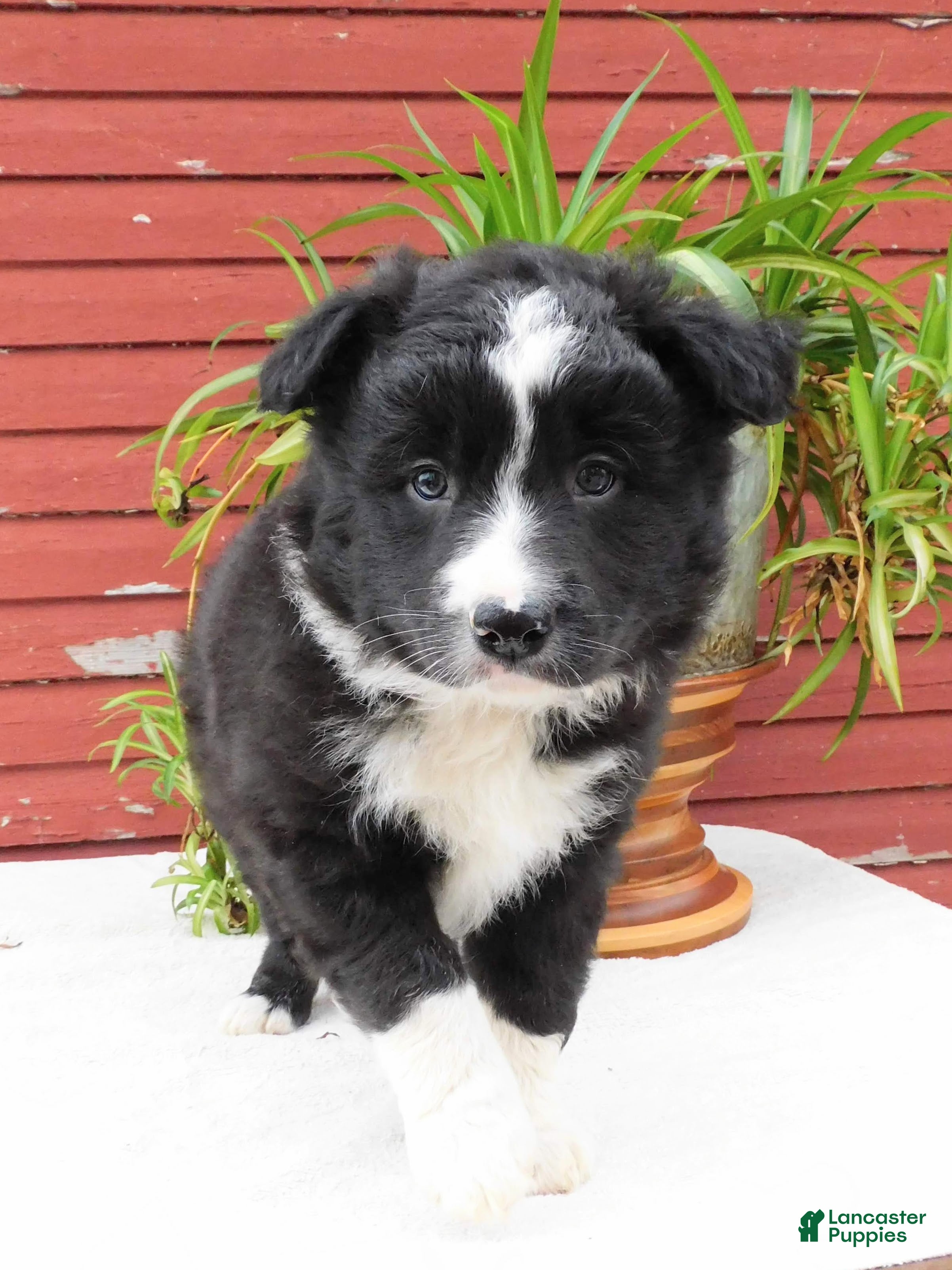 Border Collie dogs Togo - Ad 1