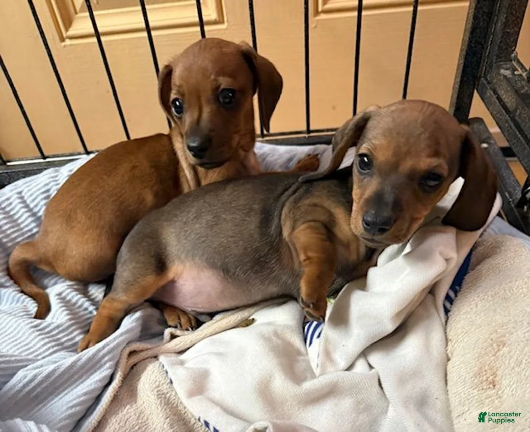 Miniature Dachshund dogs for sale: Miniature Dachshund Puppy 2 - Ad 3