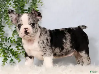 Frenchton dogs for sale: Stormy - Ad 4