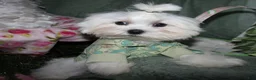 Maltese dogs for sale: Archie  - Ad 8
