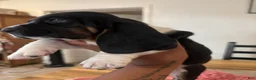 Basset Hound dogs for sale: Basset Hound 1 - Ad 2