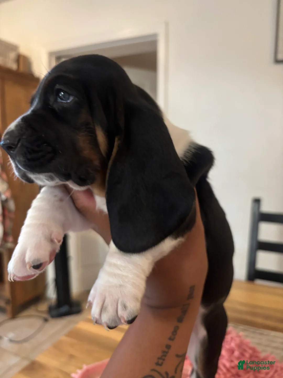 Basset Hound dogs for sale: Basset Hound 1 - Ad 2