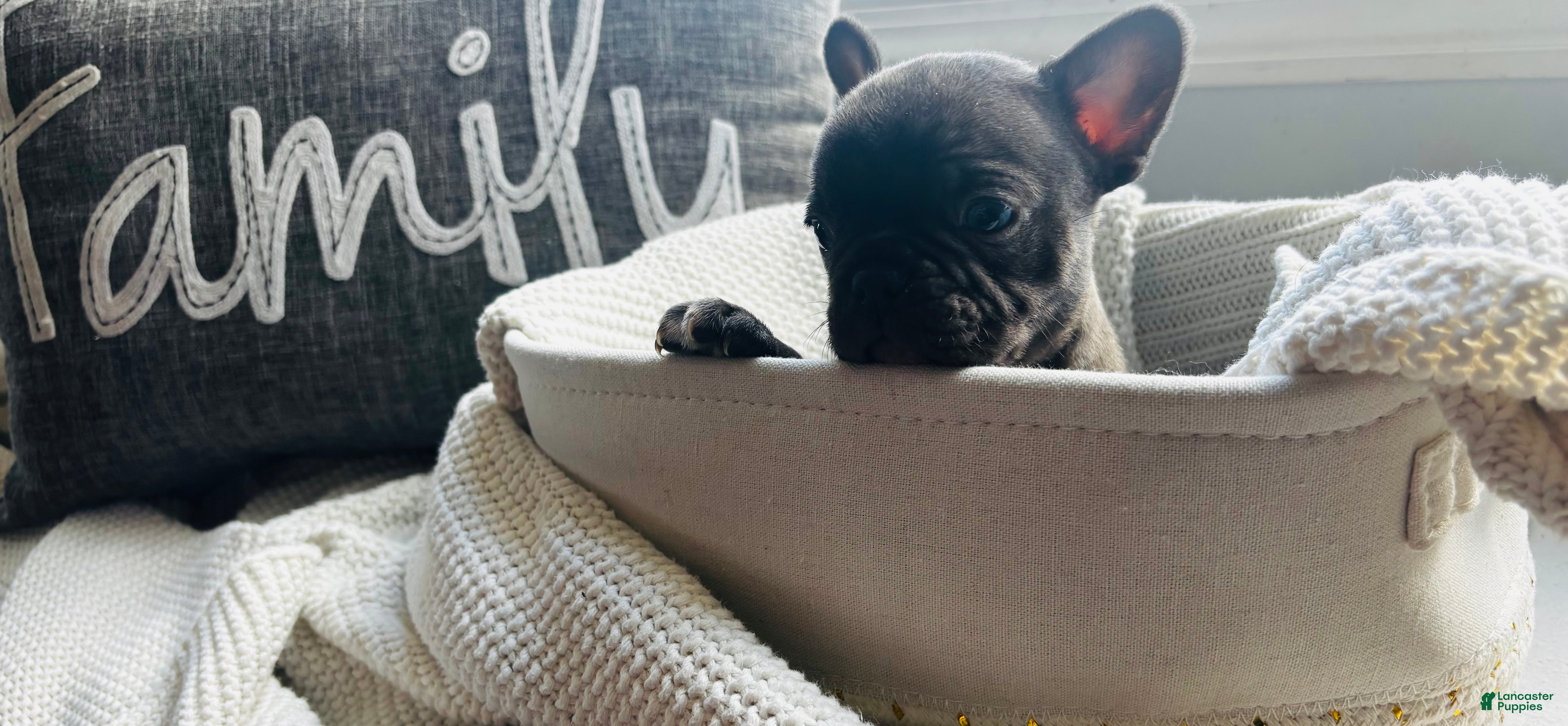 Mixed Breed dogs Cocoa - Ad 35