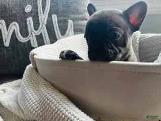 Mixed Breed dogs Cocoa - Ad 35