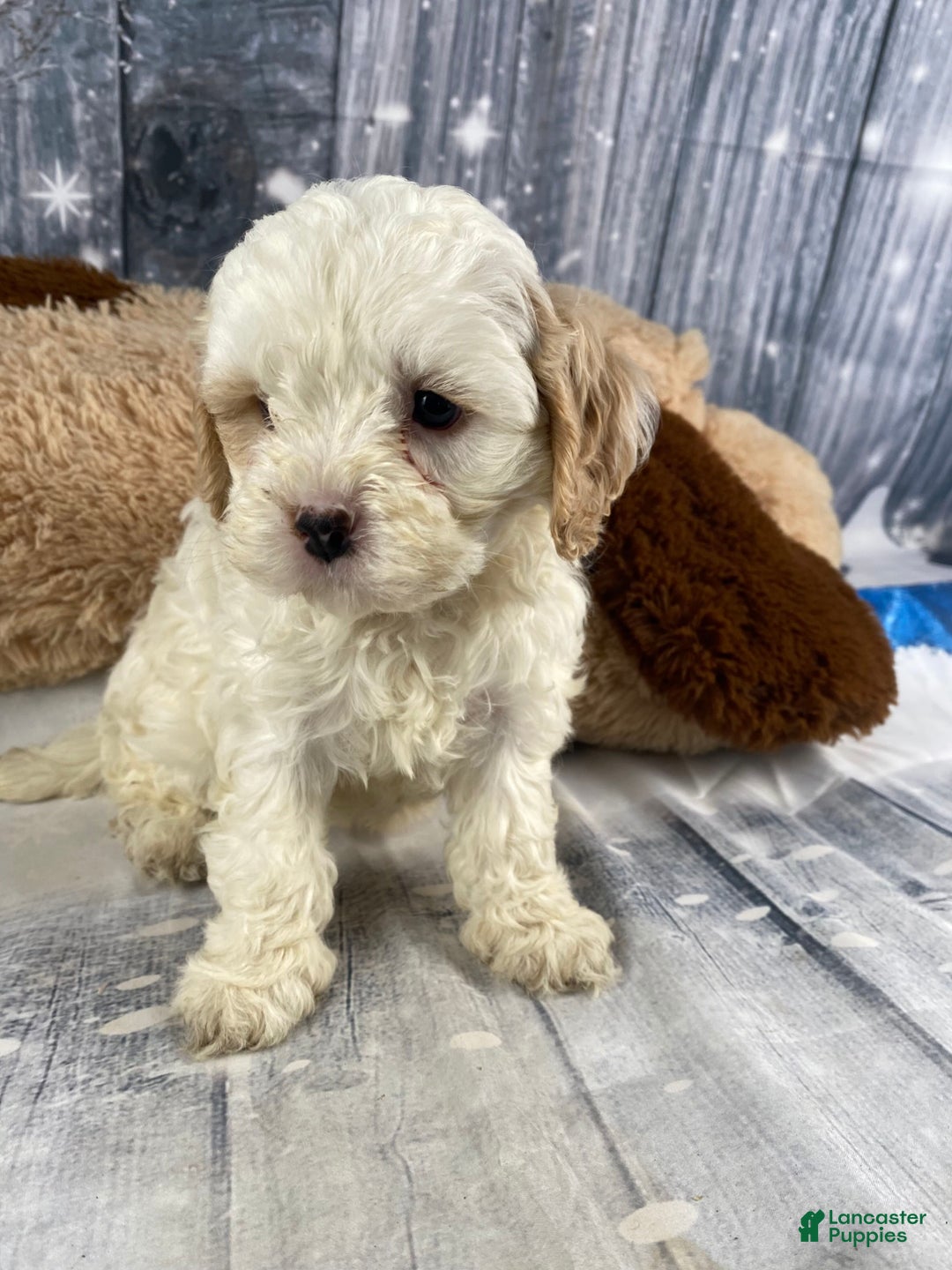 Cavapoo dogs for sale: Julie - Ad 15