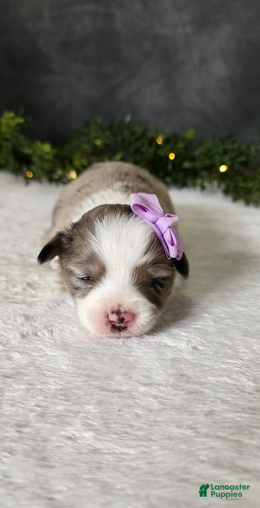 Miniature Australian Shepherd dogs for sale: Luna - Ad 1