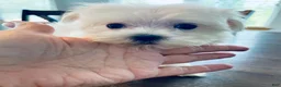 Maltese dogs for sale: Teacup Jace - Ad 4