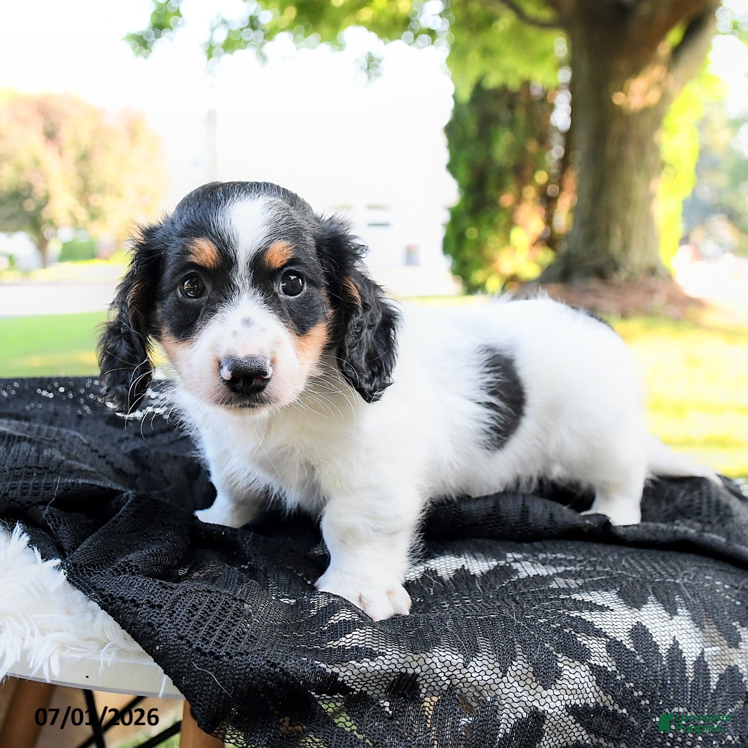 Miniature Dachshund dogs Rubble - Ad 2