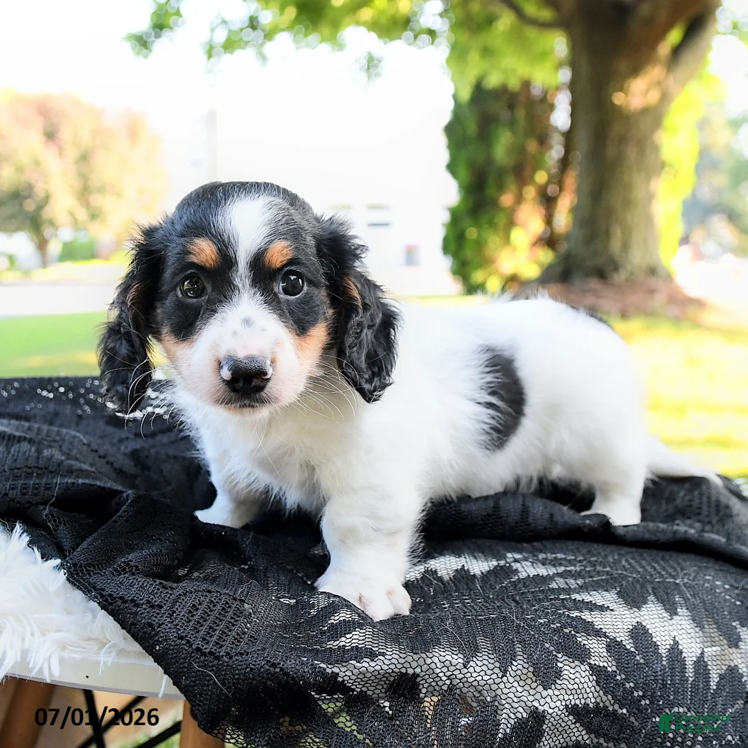 Miniature Dachshund dogs for sale: Rubble - Ad 2