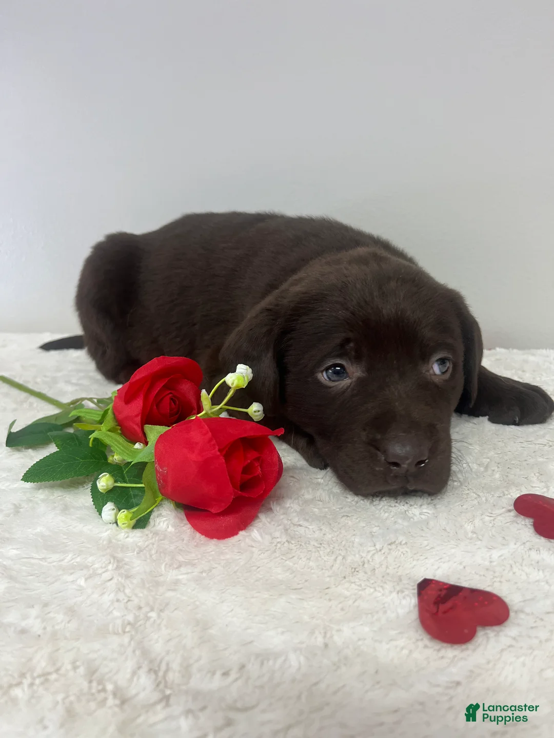 Labrador Retriever dogs for sale: Willow - Ad 3