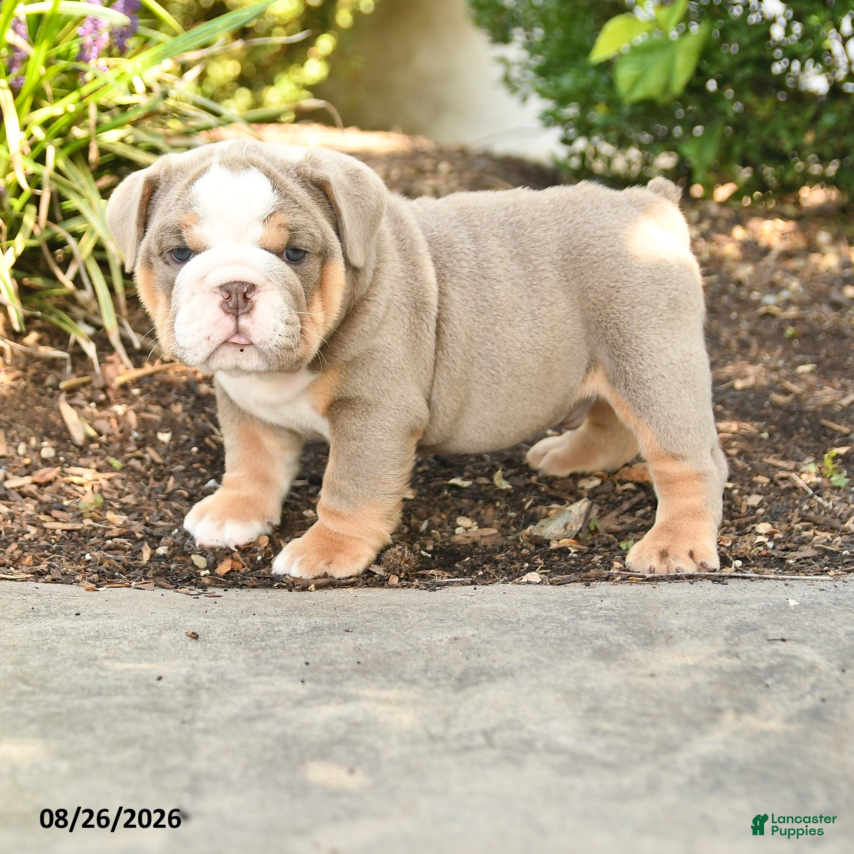 English Bulldog dogs Samson - Ad 1