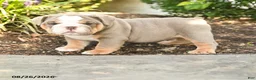 English Bulldog dogs for sale: Samson - Ad 1