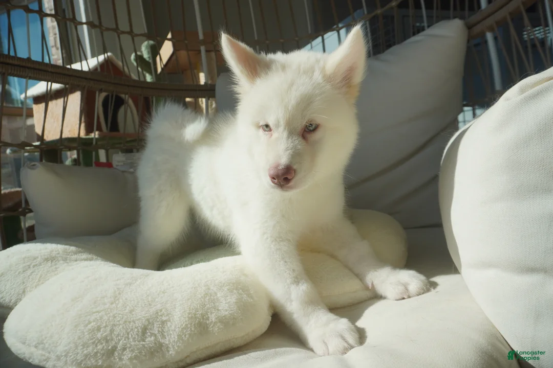 Alaskan Malamute dogs for sale: Melon - Ad 1