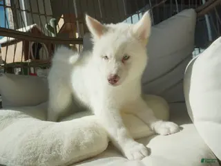 Alaskan Malamute dogs Melon - Ad 4