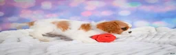 Cavalier King Charles Spaniel dogs for sale: Sasha - Ad 9