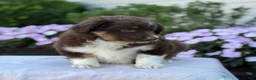 Miniature Australian Shepherd dogs for sale: Arabella - Ad 7