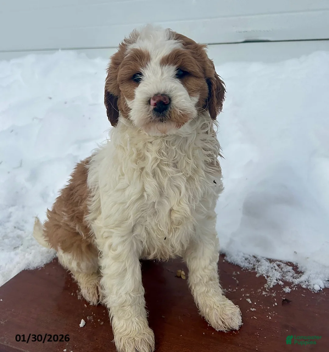 Mini Goldendoodle dogs for sale: Gladiola - Ad 2