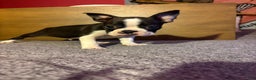 Boston Terrier dogs for sale: Pete - Ad 2