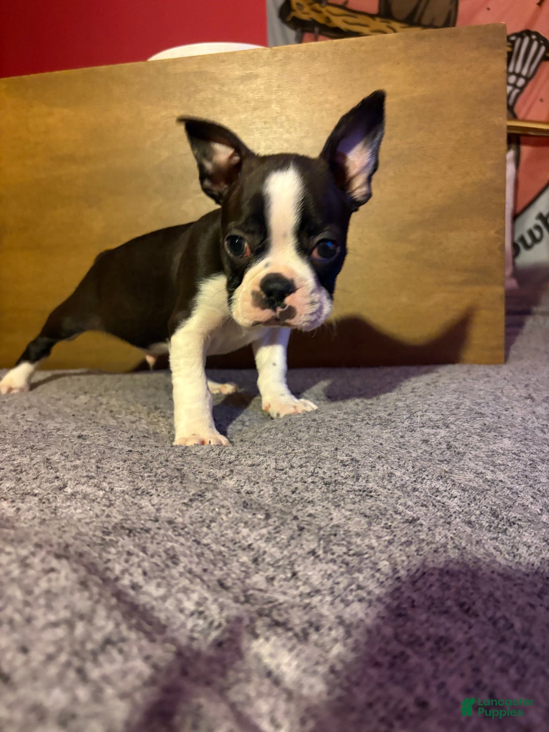 Boston Terrier dogs for sale: Pete - Ad 2