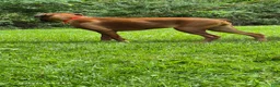 Boxer dogs for sale: BAILEY - Ad 4