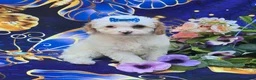 Cavapoo dogs for sale: Coral - Ad 3