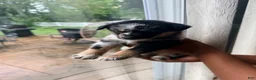 Mixed Breed dogs for sale: Venom - Ad 3