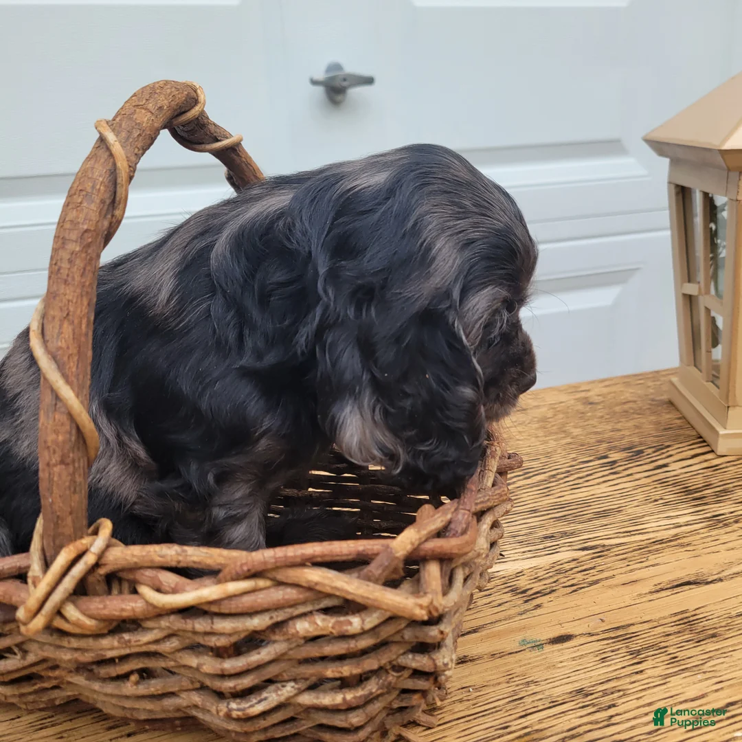 Mixed Breed dogs for sale: Ruger - Ad 4