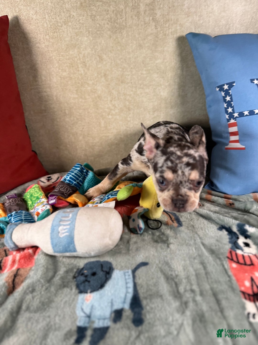 French Bulldog dogs for sale: French Bulldog Puppy 3 - Ad 5