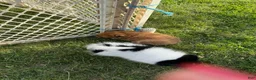 Pomeranian dogs for sale: Pebbles - Ad 5