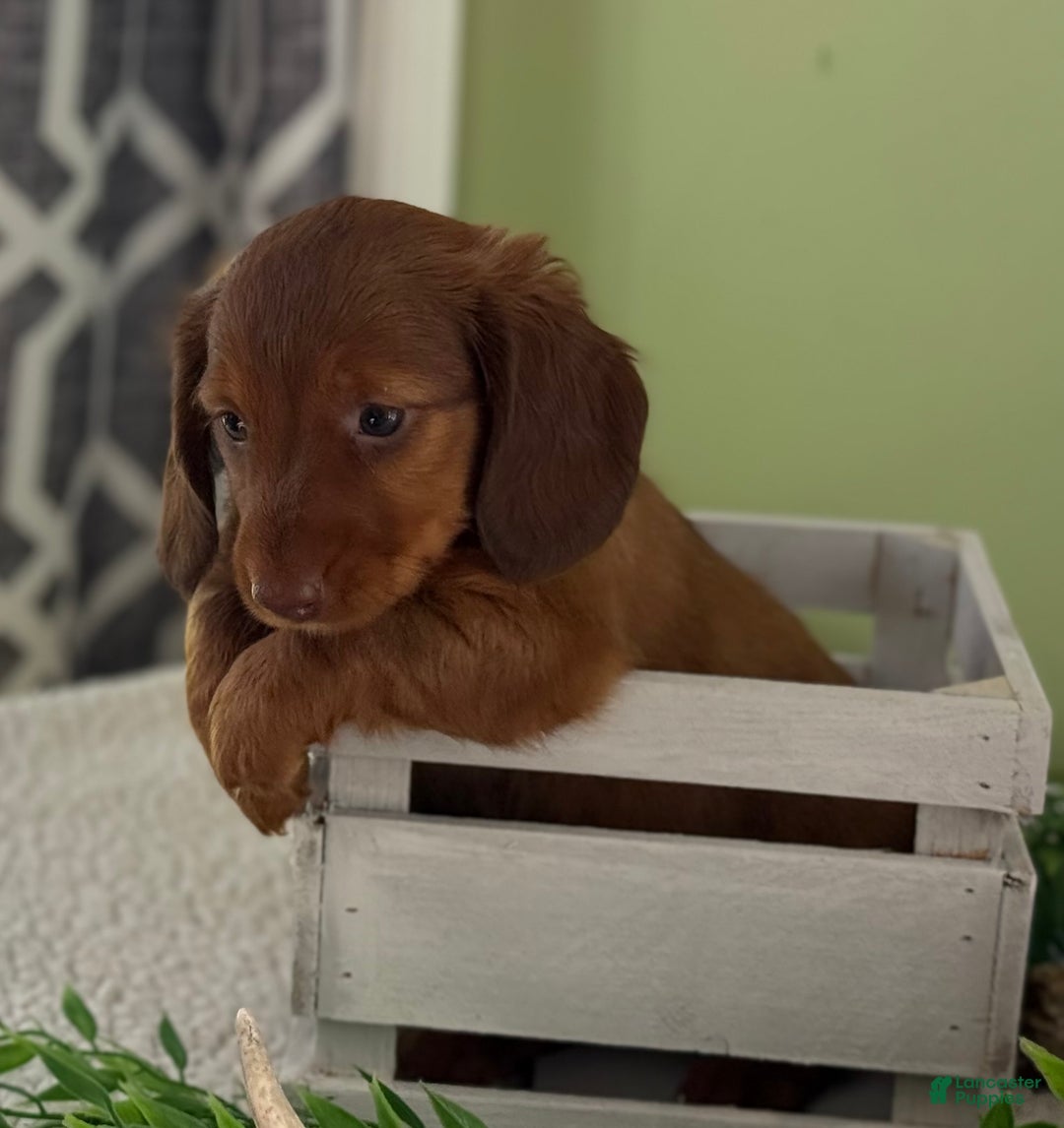 Miniature Dachshund dogs for sale: Jacki - Ad 5
