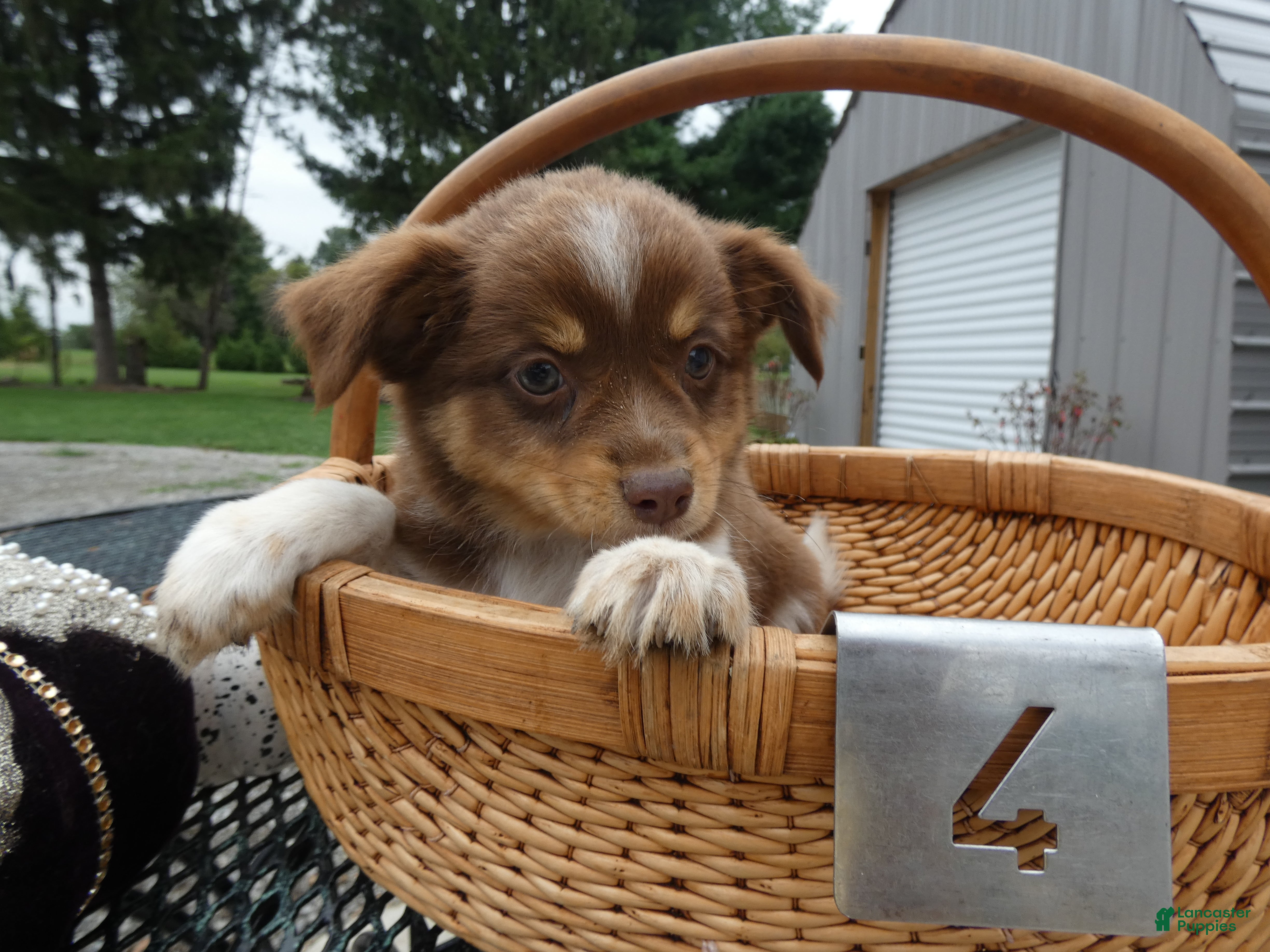 Aussiedoodle Miniature