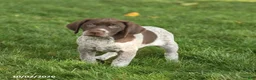 German Shorthaired Pointer dogs for sale: Stella - Ad 3