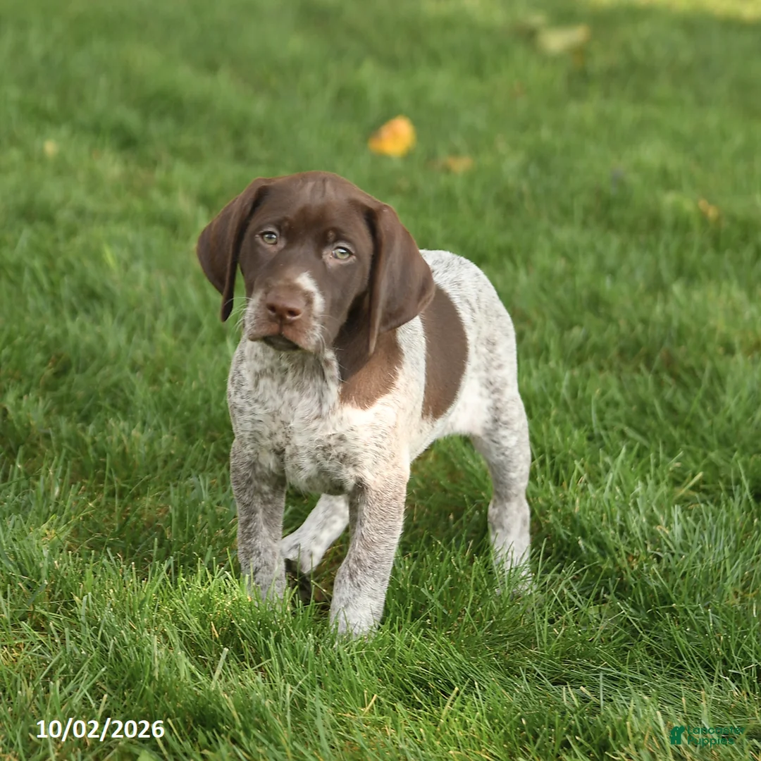 German Shorthaired Pointer dogs for sale: Stella - Ad 3