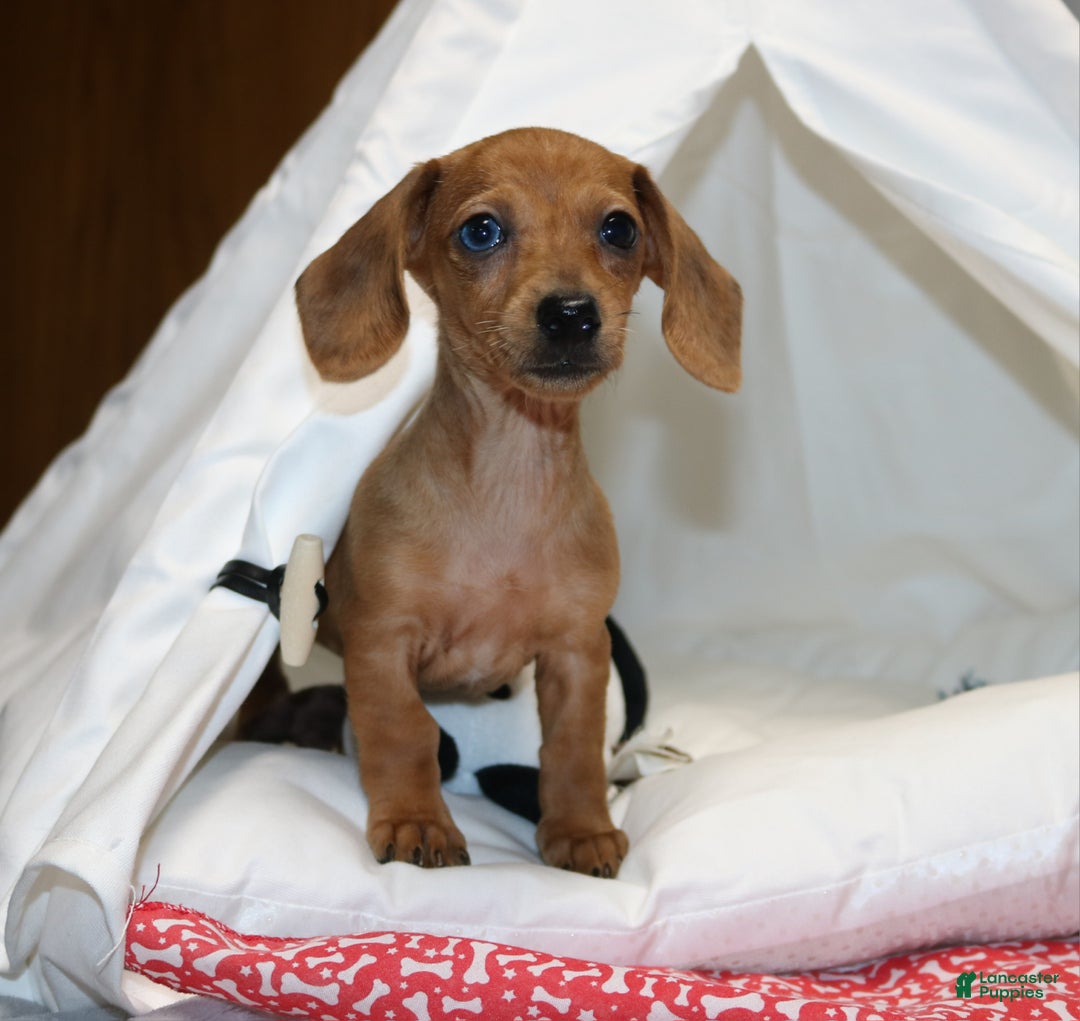Miniature Dachshund dogs for sale: Button - Ad 3