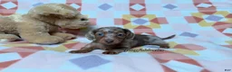 Miniature Dachshund dogs for sale: AKC Isabella Dapple Long Haired Female  - Ad 3